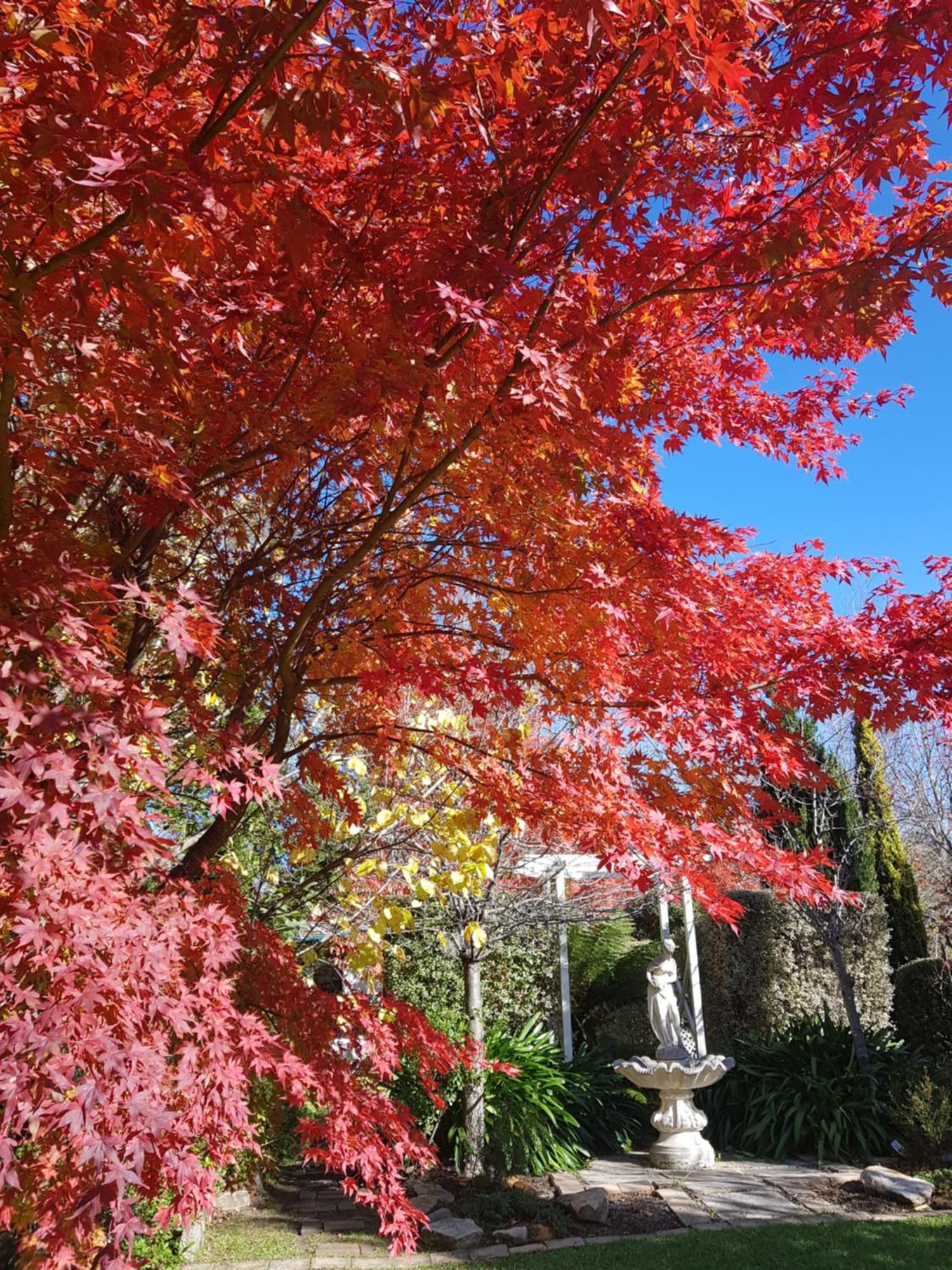 Winston Cottage At Three Sisters Katoomba Luaran gambar